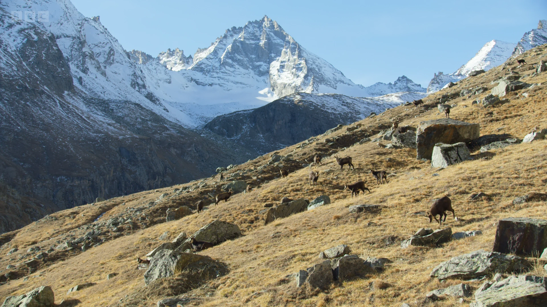 Alpine chamois (Rupicapra rupicapra rupicapra) as shown in Frozen Planet II - Frozen Peaks